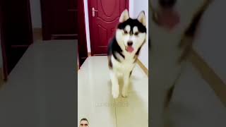 Dr Monkey funny monkey comedy dog doglover realfools mrchopravines monkeycomedyvideo [upl. by Warner]