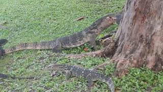 Varanus salvator Lumphini Park [upl. by Adnohsad]