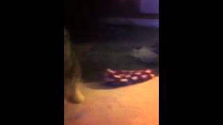 Shih tzu puppy barking [upl. by Colley279]