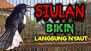 SIULAN KACER GACOR BIKIN BUKOR MEMANCING EMOSI KACER LAWAN PAGI HARI AGAR CEPAT NYAUT BUNYI GACOR [upl. by Whiffen489]