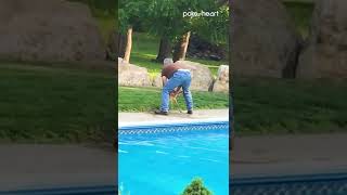 Man Rescues Baby Deer From Drowning in Swimming Pool  Shorts [upl. by Ardnahc]