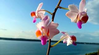 Doritis pulcherrima var marmorata blooms [upl. by Marshall]