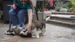 6 week old Saint Bernard Puppies playing [upl. by Sarid219]