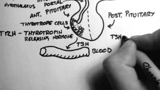 Thyroid Hormone 1  Control [upl. by Kruse366]