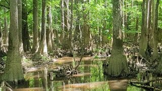 Boardwalk Loop Trail Congaree National Park South Carolina [upl. by Llennoj]