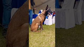 Shaggy Dog Show  Belgian malinois shorts [upl. by Ozen]