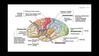 Motor and Sensory Areas of the Brain [upl. by Gan929]