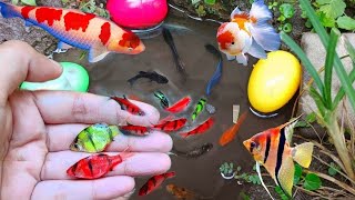 Find Colorful Ornamental fish Goldfish betta fish Catfish lobster koi fish animals Videos [upl. by Adihaj777]