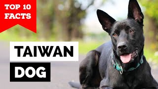 Taiwan Dog  Top 10 Facts Formosan Mountain Dog [upl. by Ames]