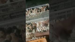 Small chicks hatchery farmYouTube viral videopoultryfarming [upl. by Aicittel]