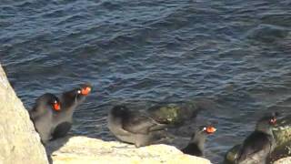 Crested Auklet [upl. by Denise185]