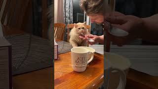 Epic Cat Reactions🤣🤣ytshorts watchthisnow viralvideoshorts funny funnyvideo cat [upl. by Siulesoj]