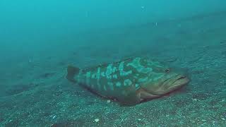 【映像記録】濁りまくった海底で、水中神社の守護神クエと泳ぐ Swimming with Longtooth grouper on the murky seabed [upl. by Lucila]