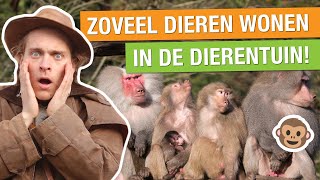 ALLE DIEREN IN DE DIERENTUIN TELLEN BINNEN 24 UUR 😱🐒  Op pad met Niels 27 [upl. by Johen]