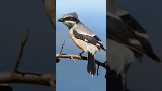 Shrike bird sound [upl. by Haceber719]