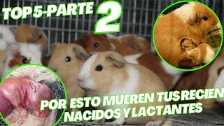 TOP 5 de Causas de Muertes en Cuyes Recién Nacidos y Lactantes ¡No Te lo Puedes Perder  Parte 2 [upl. by Romain]