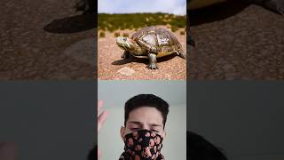 Cómo funciona el caparazón de la tortuga 🐢🤯 shorts parati viral short [upl. by Coit]