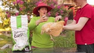 How to cure mites and ticks on chickens [upl. by Ymerrej]