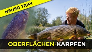 Karpfenangeln an der Oberfläche  Neues Abenteuer  Haus am See  Unterwasserkamera  Donau [upl. by Eninnaej]