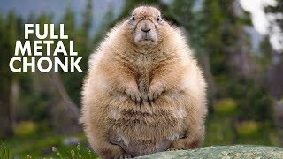 Marmots Fuzzy Little Chonks [upl. by Jordan]