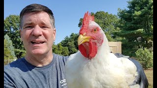 Harvesting 234 lbs of GrassRaised Chicken [upl. by Anerol]