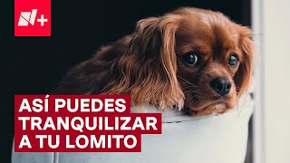 ¿Qué hacer para calmar a mi perro por los cohetes  N [upl. by Havelock898]