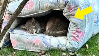 Stray Cat Was Freezing Outside But One Day Something Amazing Happened To Him [upl. by Griswold]