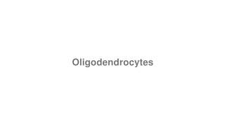 How to Pronounce quotOligodendrocytesquot [upl. by Anay]