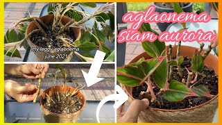 Aglaonema Red Siam Aurora Update  How To Prune and Propagate  Chinese Evergreen [upl. by Gardner13]