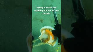 Eating scallops underwater spearfishing scallops [upl. by Hite68]