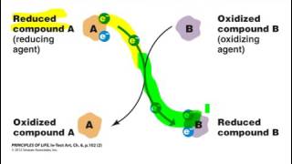 Ch 6 1c Redox Reactions and Reduced Enzymes NADH in metabolism [upl. by Anade256]