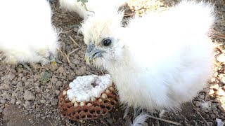 Chicks Unusual Feast Removing a Hornet Nest [upl. by Persson]