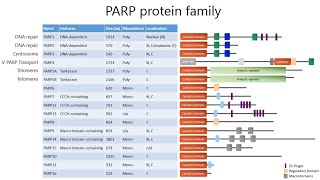 Targeted cancer therapy choosing the right assay to assess PARP inhibitors [upl. by Bealle]