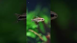 A Pygmy Corydoras ♥️ aquarium fish animals [upl. by Lavoie]