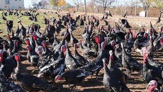 Şanlıurfa’da çiftliklerde hindi satışları başladı [upl. by Ennagroeg]