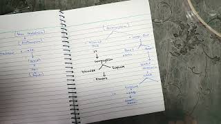 Drug Metabolism  Acetaminophen toxicity  pharmacology katzung drugs metabolism [upl. by Maples]