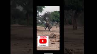 Subscribe My Channel for AllRound Amazing Video nature animals birdwatching [upl. by Sol]