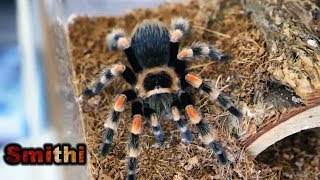 Mexican redknee tarantula  Brachypelma Hamorii Smithi  Eating Feeding [upl. by Yemane]