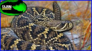 Worlds Largest Rattlesnake Species  The Eastern Diamondback Rattlesnake [upl. by Yraccaz148]