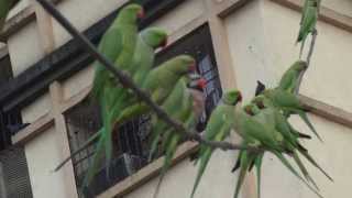 Redbreasted Parakeet with Roseringed Parakeets [upl. by Aderfla]