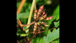 FRUITS PART5  SIMPLE DRY SCHIZOCARPIC FRUITS [upl. by Joelly]