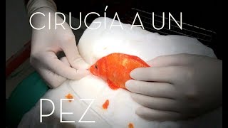 CAP 200 VETERINARIO DE PECES Cirugía a un PEZ koi con un TUMOR Ictiopatología [upl. by Elgar]