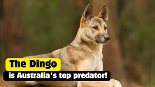 The dingo is Australias top predator Interesting facts about wild dingo dogs dingo dogs [upl. by Gnuj903]