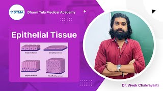 Epithelial Tissue  Tissue  Physiology youtube youtubevideo [upl. by Nelan]