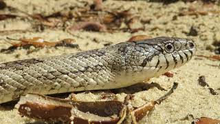 Eastern Rat Snake [upl. by Pergrim]