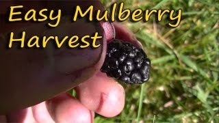 How To Harvest Mulberries The EASY Way [upl. by Ydissak266]