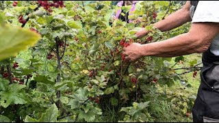 « Vin » de groseille  moins de nectar à cause du mauvais temps [upl. by Acirt]