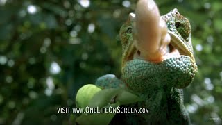 Chameleon Tongue In Slow Motion  One Life  BBC Earth [upl. by Assen]