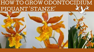 How to grow Odontocidium Piquant Stanze a fabulous orange bloomed Oncidium alliance hybrid [upl. by Ahselyt]