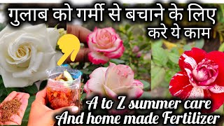 गर्मी से गुलाब को बचाने के लिए कर ले ये 5 काम और इस घर के खाद का प्रयोग  Rose Plant Growing Tips [upl. by Ion]